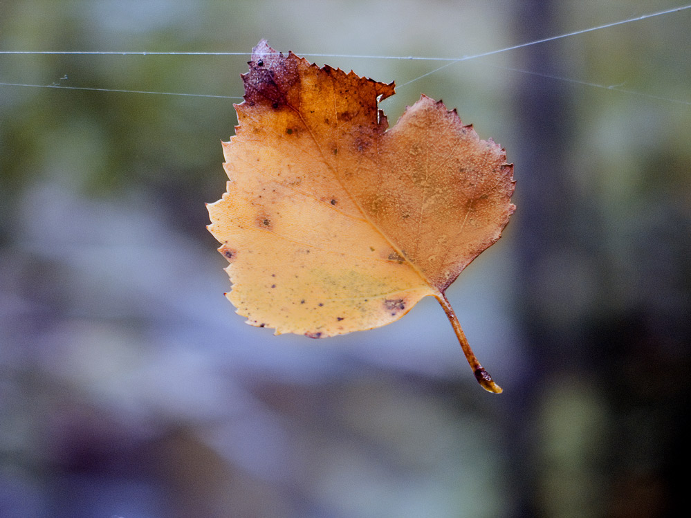 photo "Hanging" tags: nature, macro and close-up, 