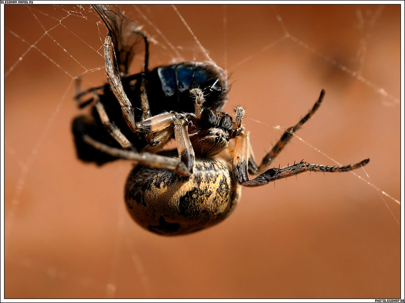 photo "Greedy" tags: nature, macro and close-up, insect