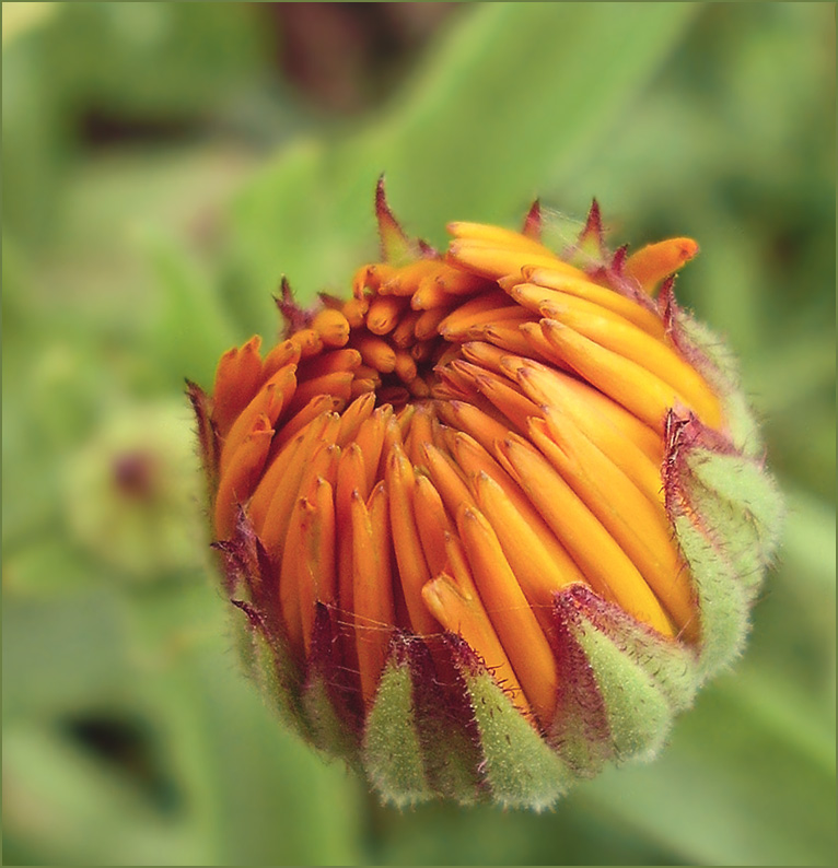фото "Бутон календулы" метки: природа, цветы