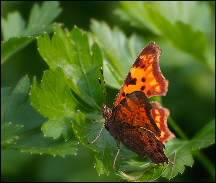 photo "September. The butterfly" tags: nature, macro and close-up, 