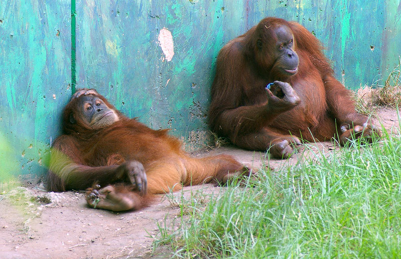 photo "Siesta" tags: nature, wild animals