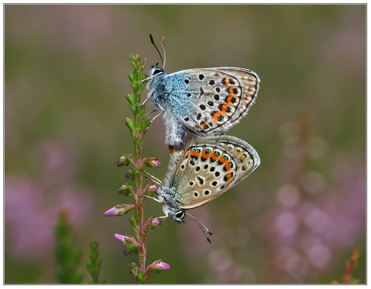 photo "***" tags: nature, insect