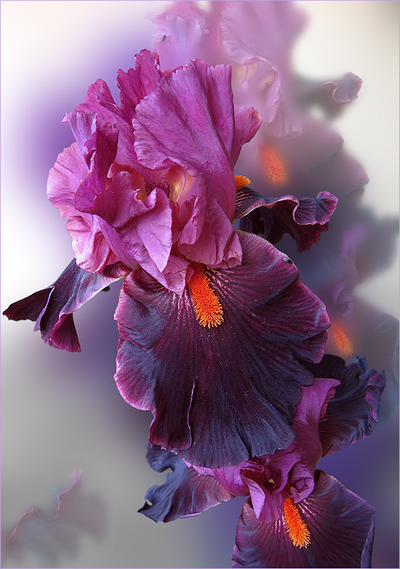 photo "Iris "Fiery Temper"" tags: nature, flowers
