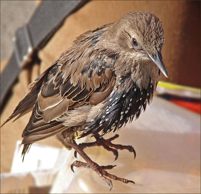 photo "Starling" tags: nature, wild animals