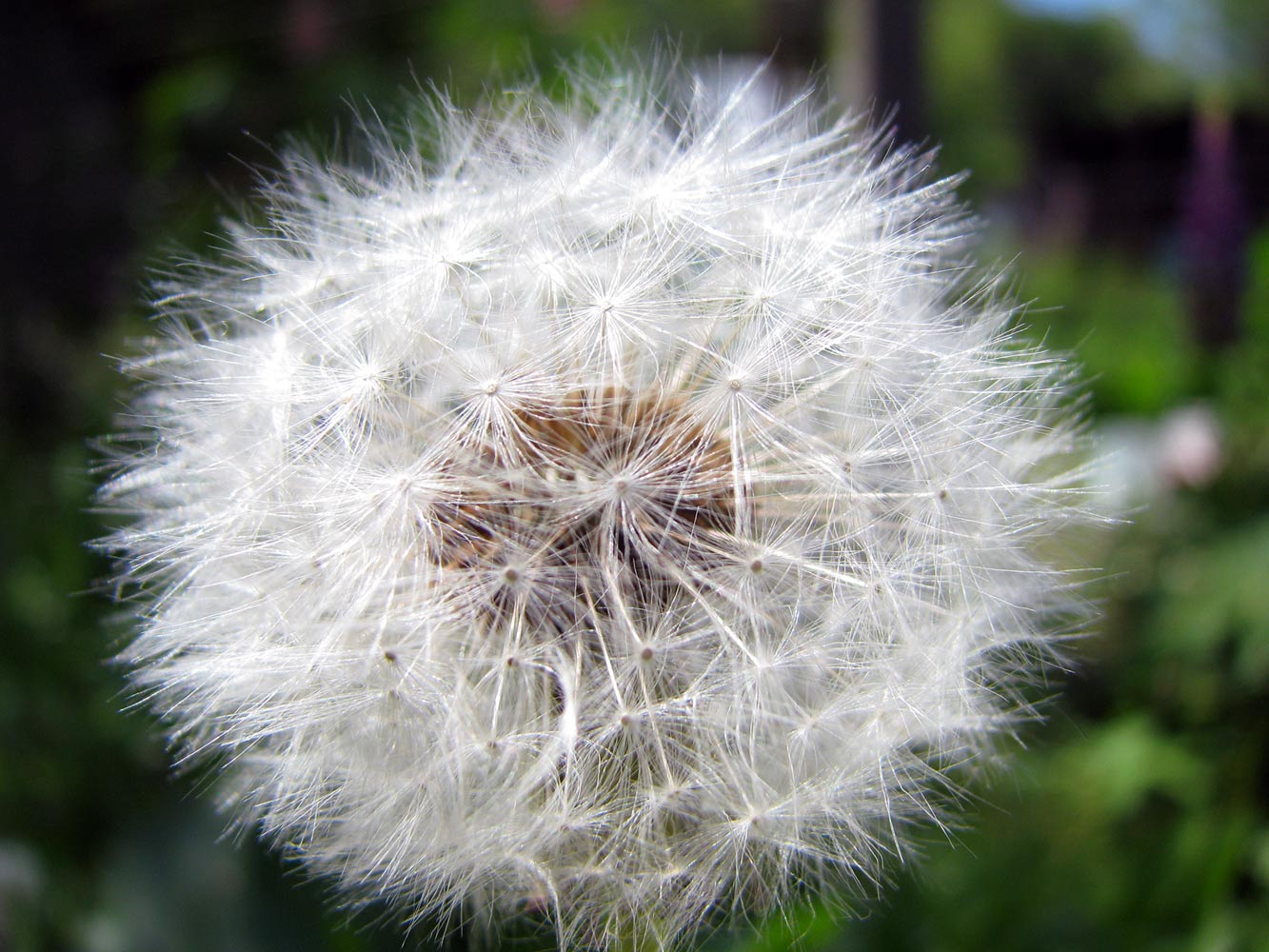 photo "***" tags: macro and close-up, nature, flowers