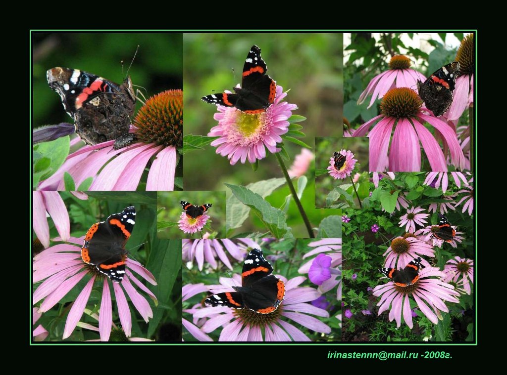 photo "***" tags: nature, montage, insect