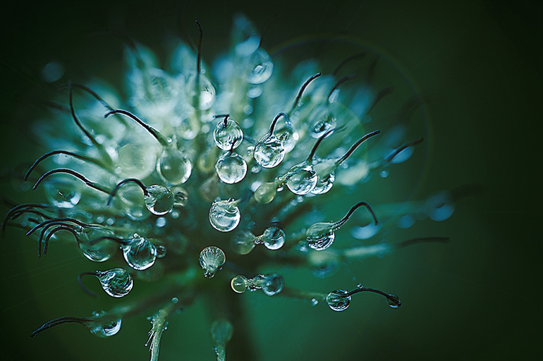 photo "***" tags: nature, macro and close-up, flowers