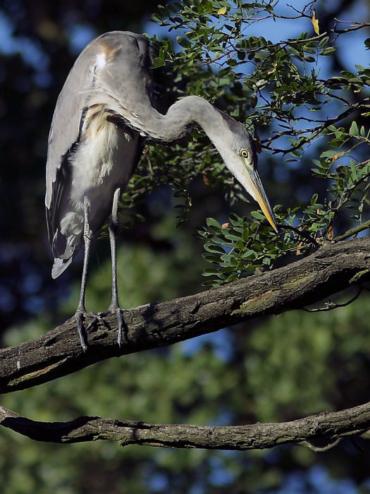 photo "Ardea cinerea" tags: nature, wild animals