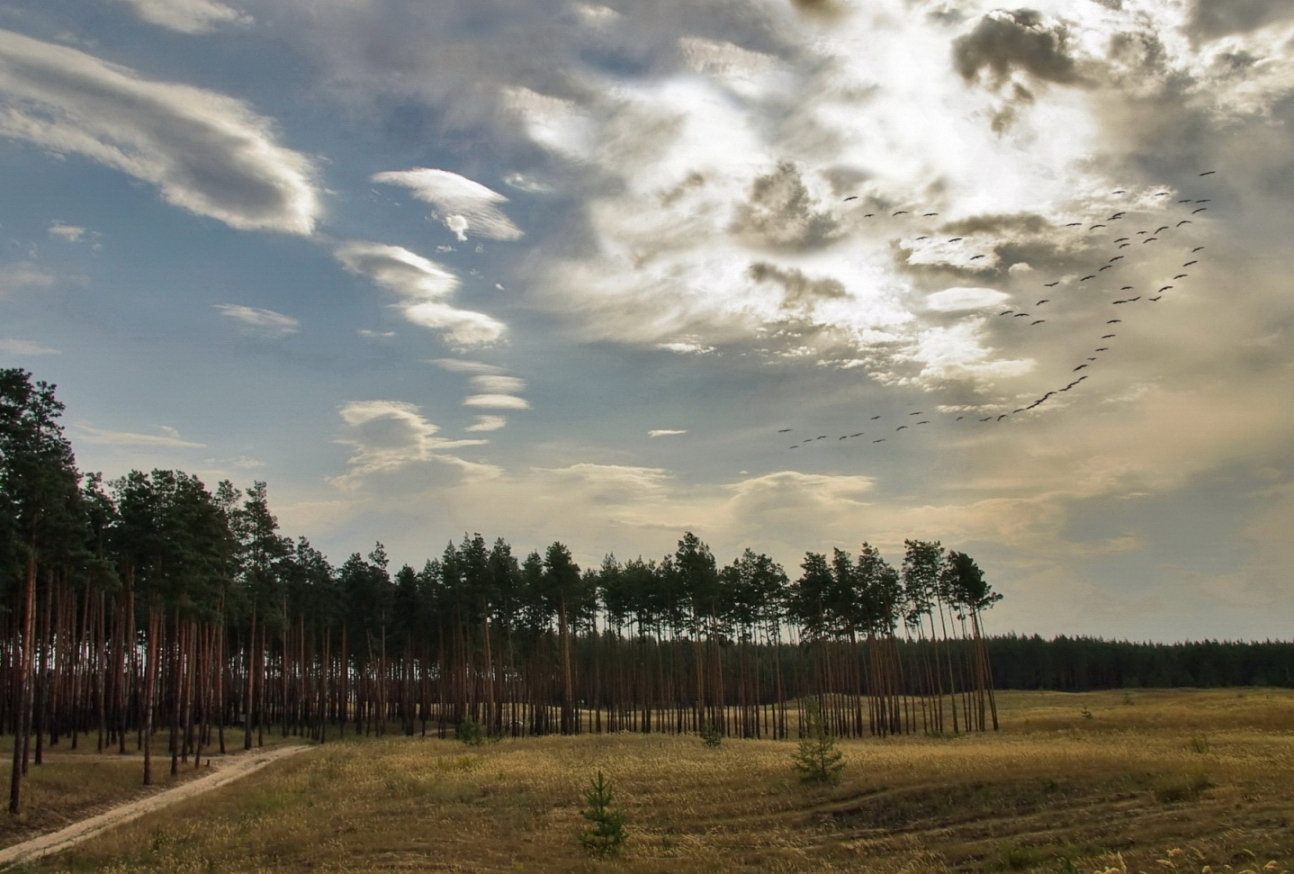 photo "***" tags: landscape, clouds, forest