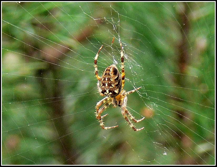 photo "***" tags: nature, insect