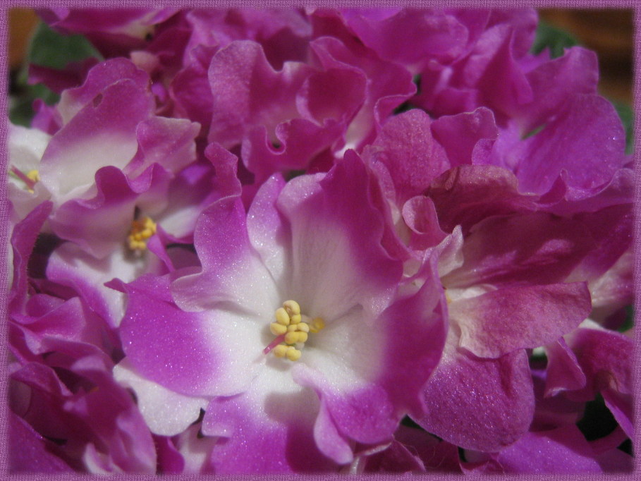 photo "***" tags: nature, macro and close-up, flowers