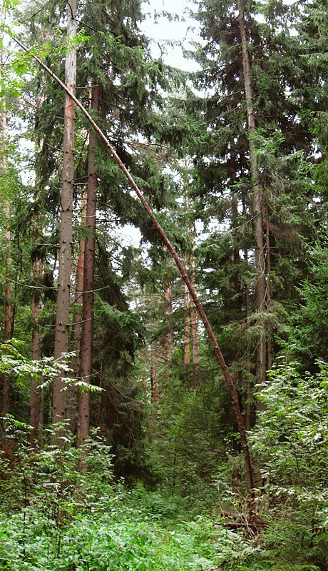 photo "***" tags: landscape, forest