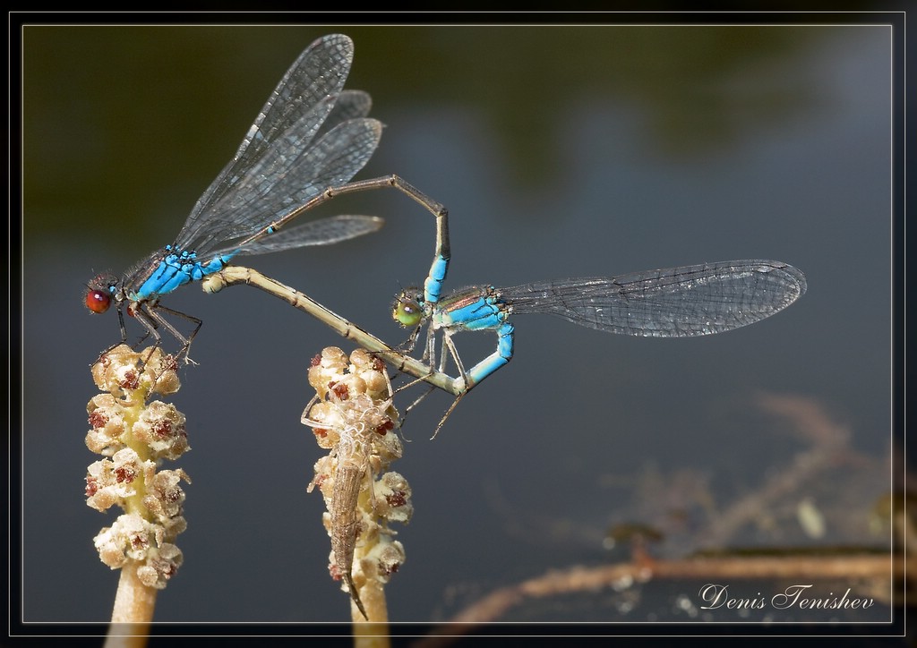 photo "***" tags: nature, macro and close-up, insect