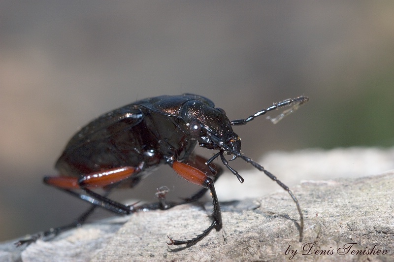 фото "Elegant bug 2" метки: природа, макро и крупный план, насекомое