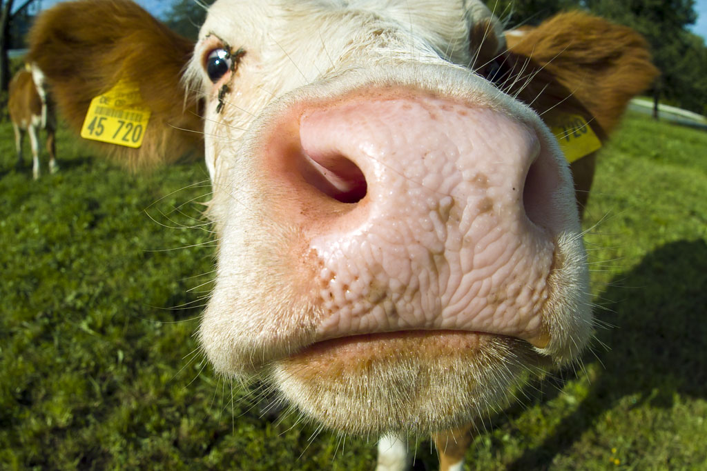 photo "A Bavarian Kiss" tags: misc., 