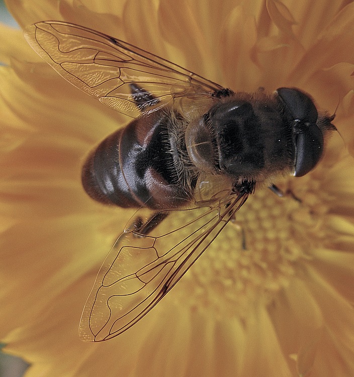 photo "Wings" tags: nature, macro and close-up, insect