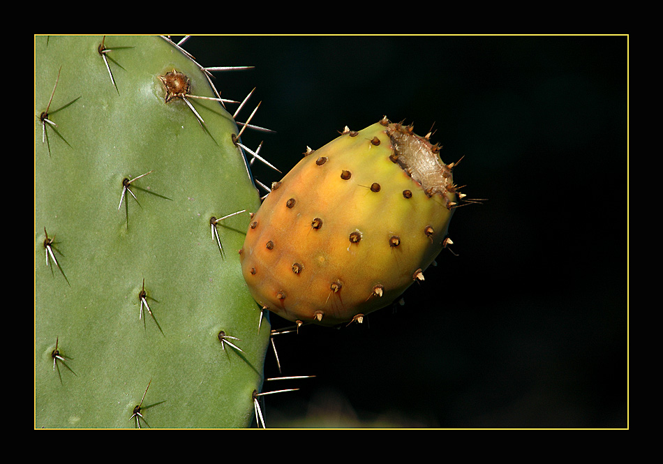 photo "Cactus" tags: nature, macro and close-up, flowers