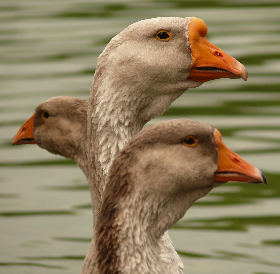 photo "***" tags: nature, humor, pets/farm animals