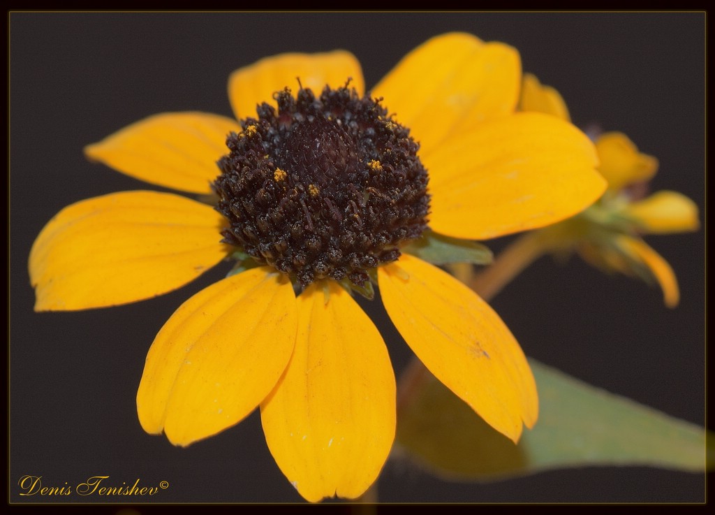 photo "***" tags: nature, flowers