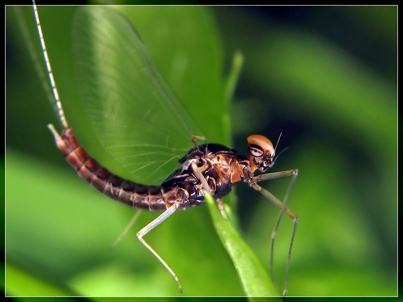 photo "***" tags: macro and close-up, 