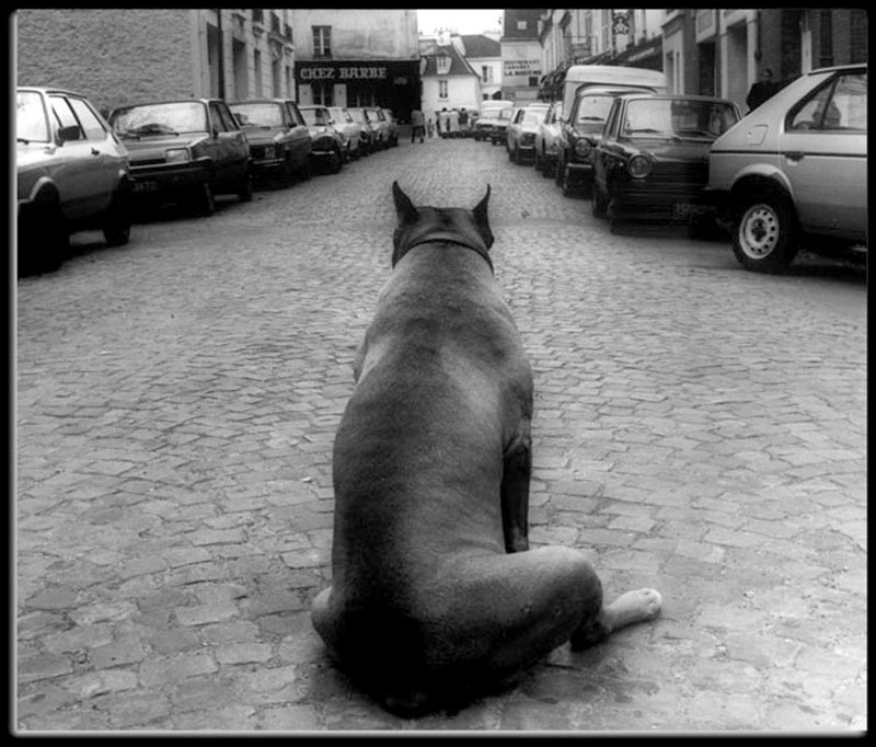 photo "A Dog In Paris" tags: black&white, 