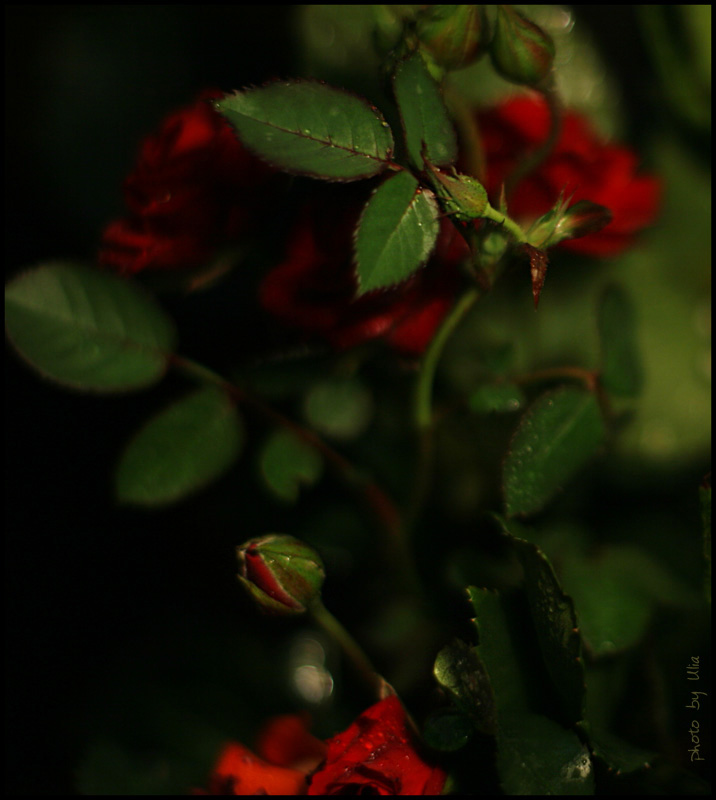 photo "***" tags: nature, flowers