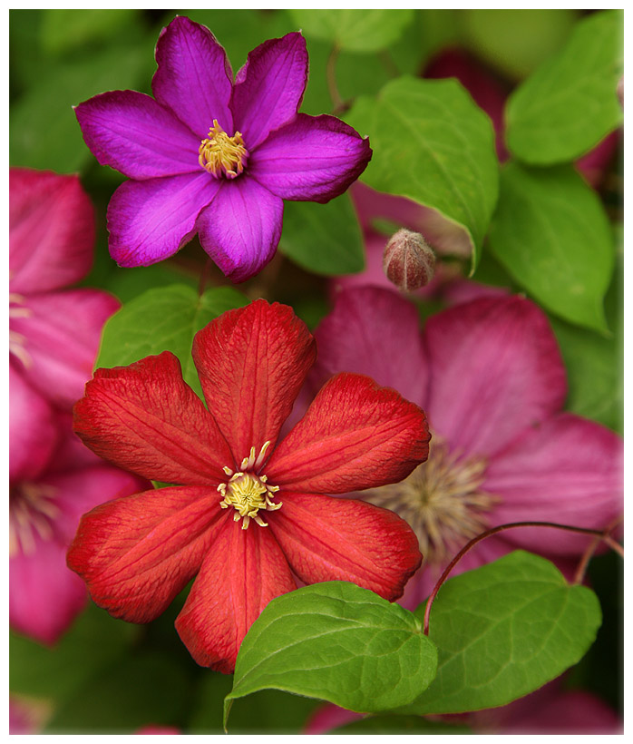 photo "***" tags: nature, macro and close-up, flowers