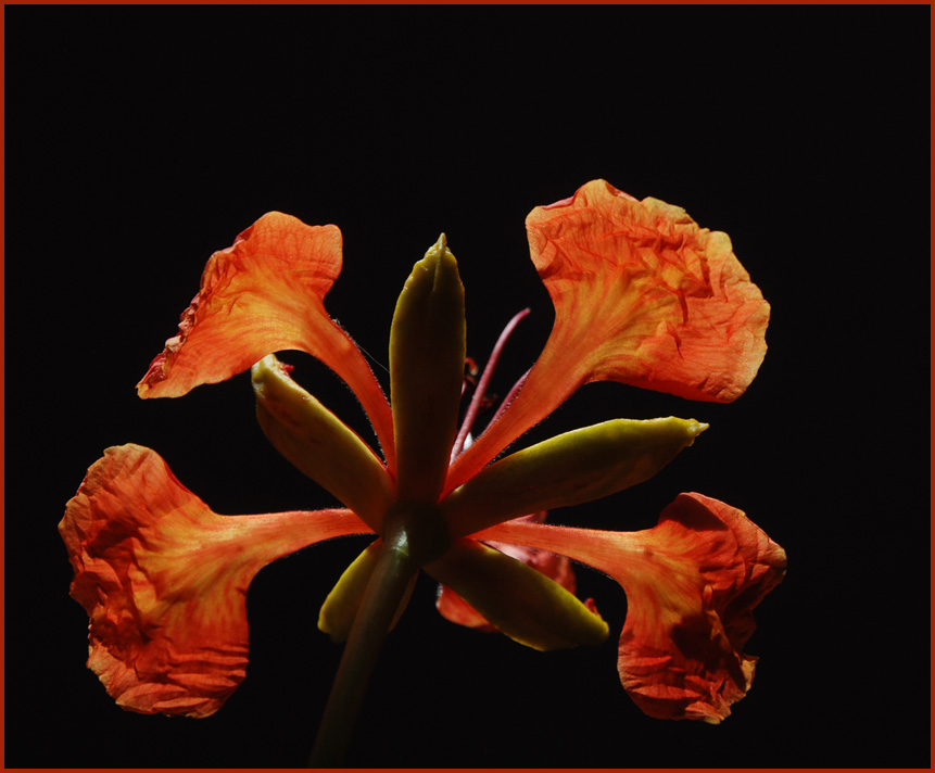 photo "Delonix - Flaming flower." tags: nature, macro and close-up, flowers