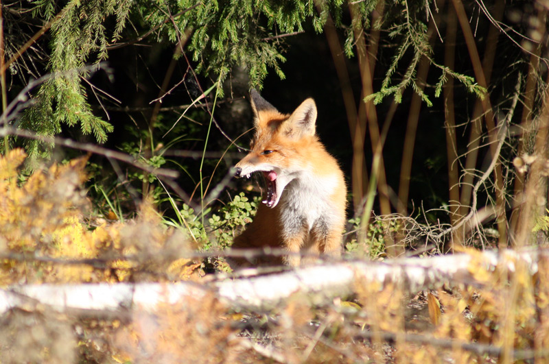 photo "***" tags: landscape, nature, forest, wild animals