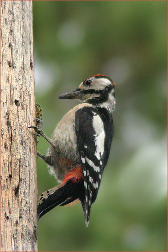 photo "Woodpecker" tags: nature, wild animals