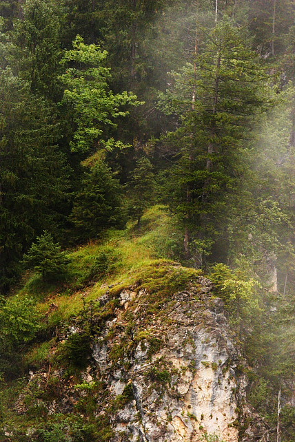 фото "Wood on Rocks" метки: пейзаж, горы, лес