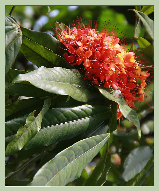 photo "The Little Bang" tags: nature, flowers