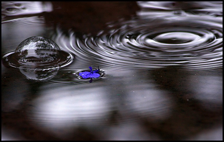 photo "chaos theory" tags: abstract, nature, flowers