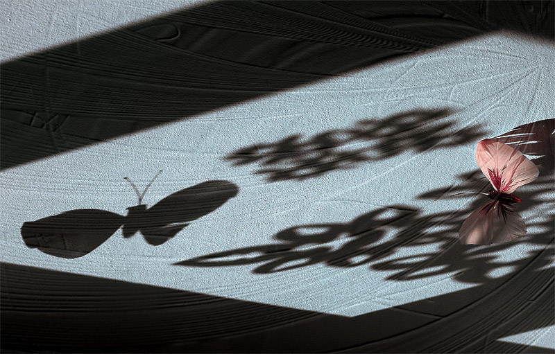 photo "Pink accent" tags: nature, still life, insect