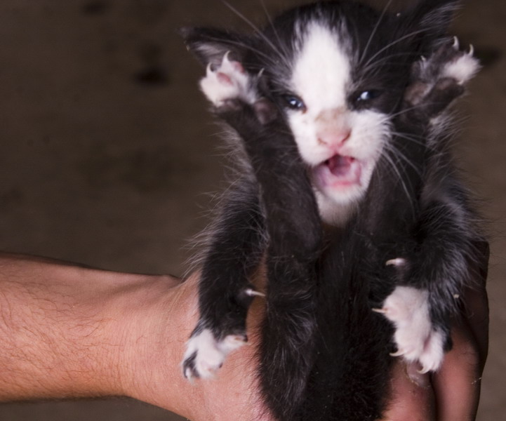 photo "just born" tags: nature, portrait, children, pets/farm animals