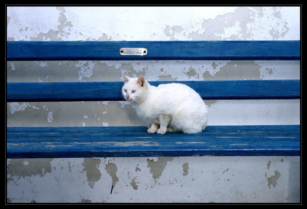 photo "Loneliness" tags: nature, pets/farm animals