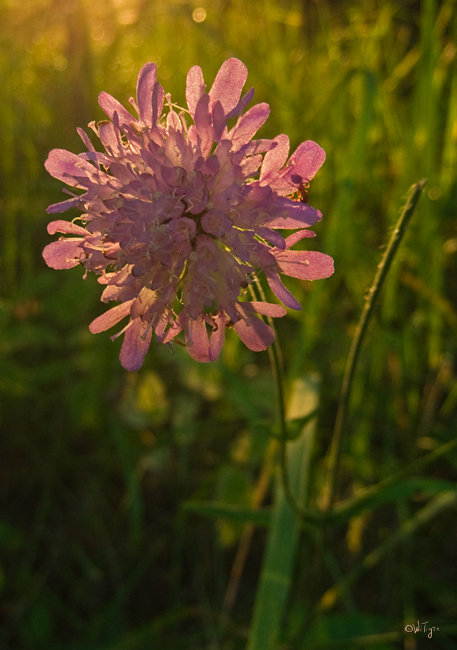 photo "***" tags: nature, macro and close-up, flowers