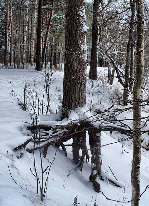 photo "***" tags: landscape, forest, winter