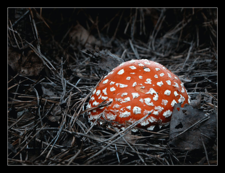 photo "Mushroom" tags: nature, flowers