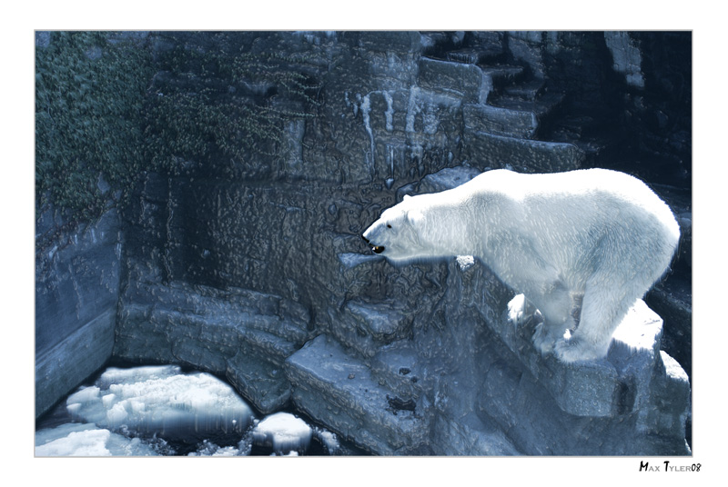 фото "Polar Bears home" метки: природа, домашние животные
