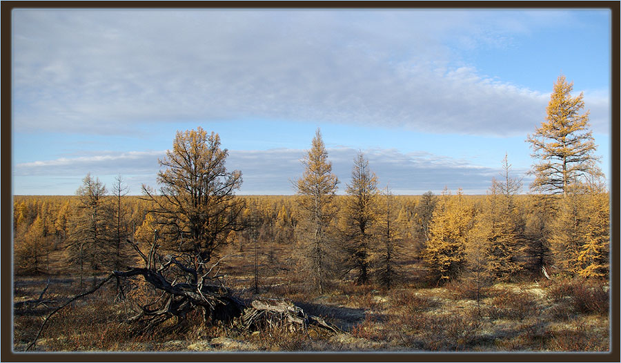 фото "Последние краски осени" метки: пейзаж, лес, осень