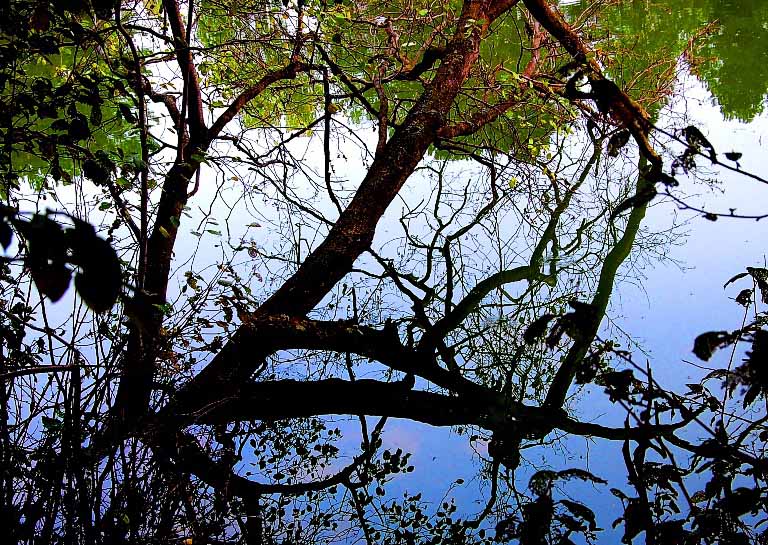 фото "Зеркало" метки: пейзаж, вода, лес