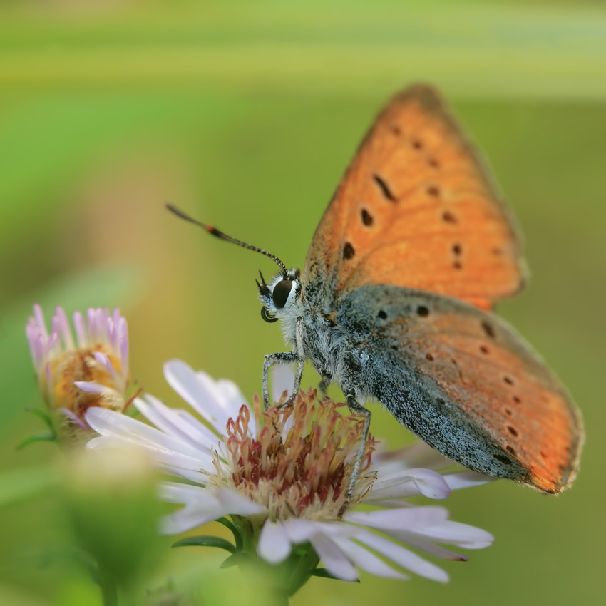фото "С цветочком" метки: макро и крупный план, природа, насекомое