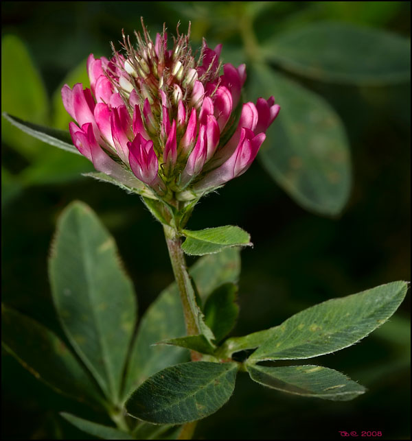 photo "Clover" tags: nature, macro and close-up, 