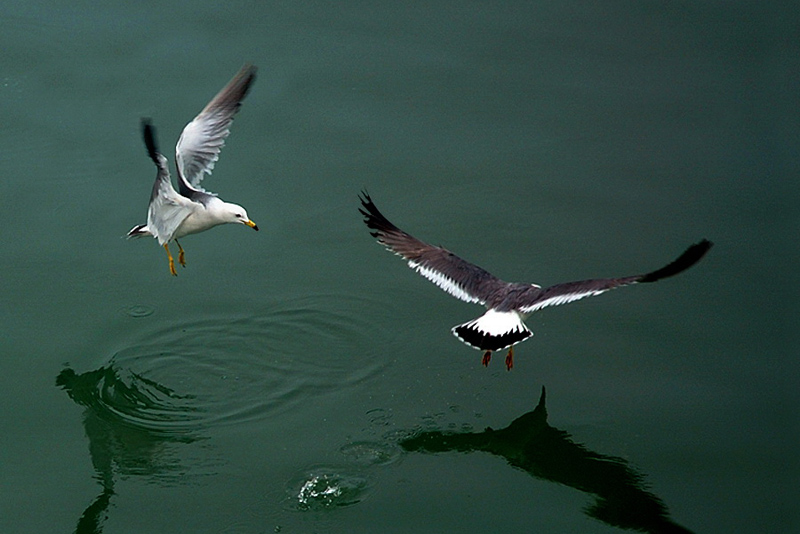 photo "Sea gull" tags: nature, travel, Asia, wild animals