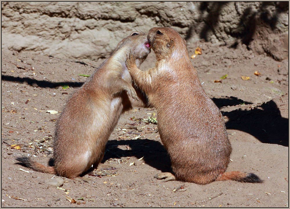 фото "Люблю целоваться!" метки: юмор, природа, дикие животные