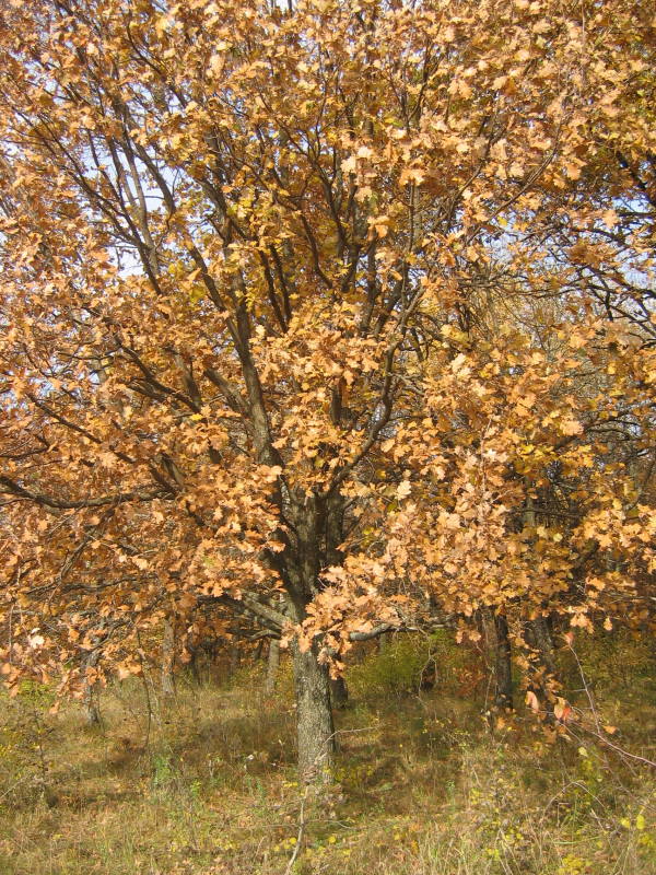 photo "***" tags: landscape, autumn