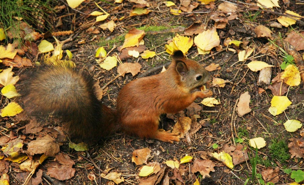 photo "hide-and-seek" tags: nature, landscape, autumn, wild animals