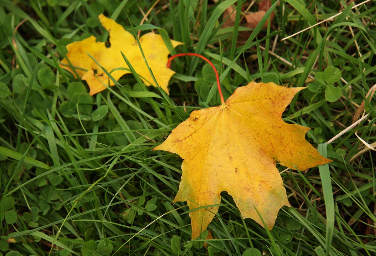 photo "Autumn letters" tags: landscape, autumn, forest