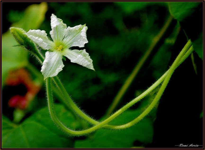 фото "little white" метки: природа, макро и крупный план, цветы
